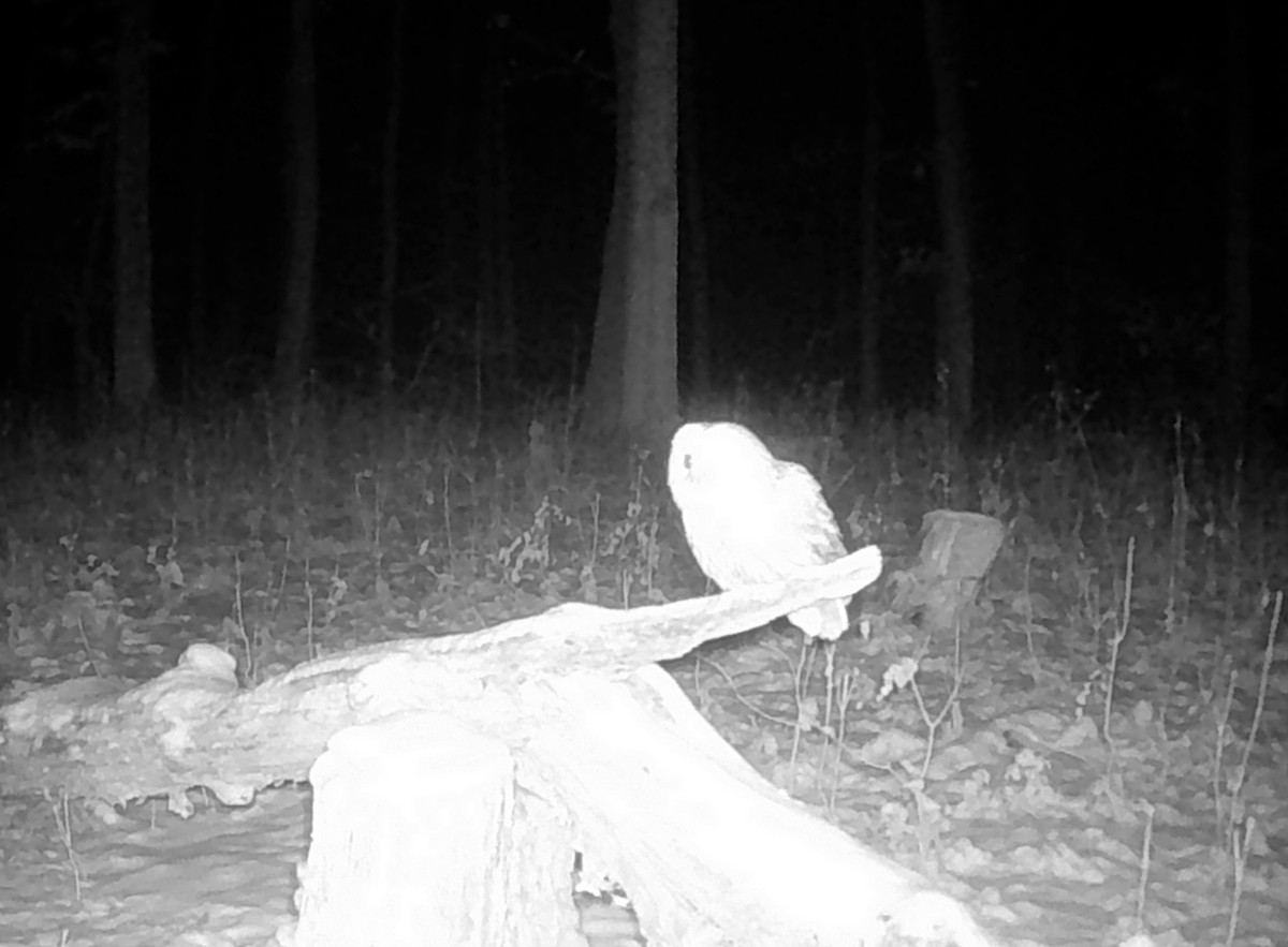 Tawny Owl - ML646170040