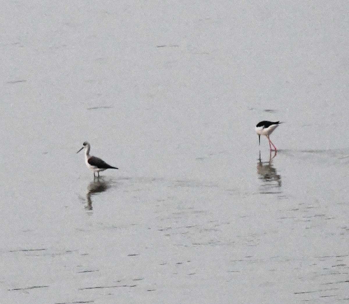 Black-winged Stilt - ML646170054