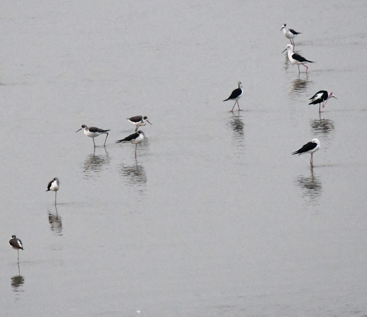 Black-winged Stilt - ML646170055