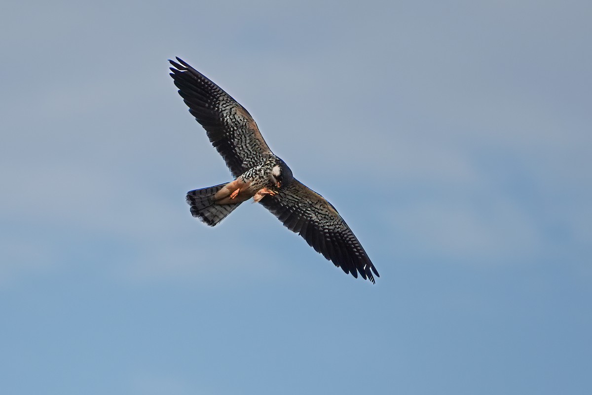 Amur Falcon - ML646170056