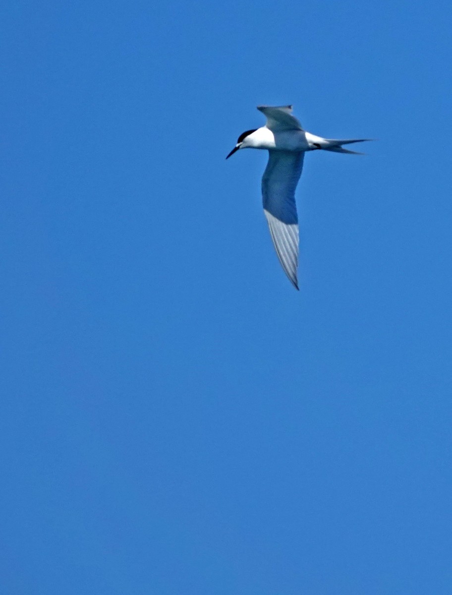 White-fronted Tern - ML646170057