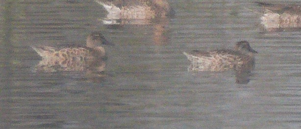 Garganey - ML646170061