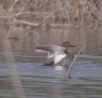 Gadwall - ML646170063