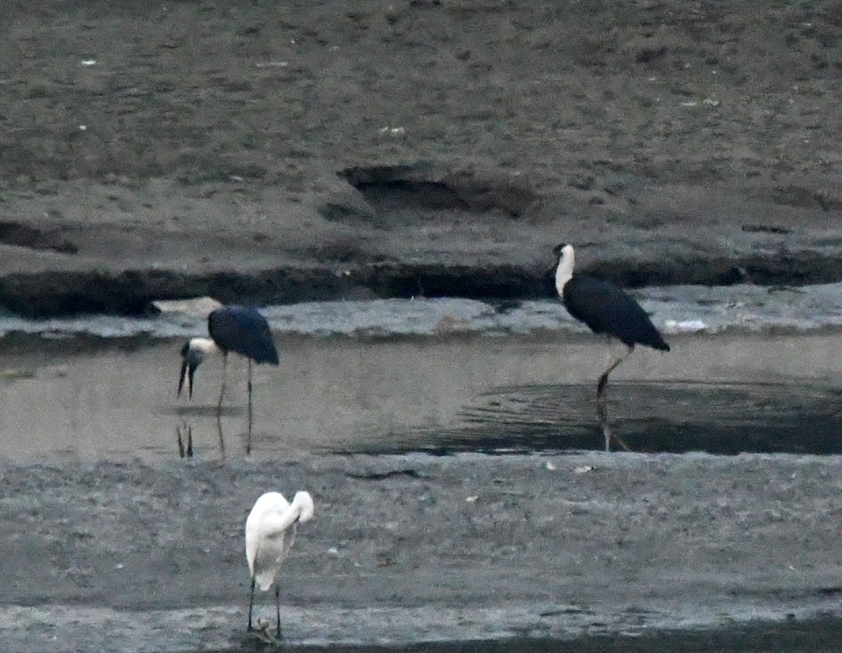 Cigogne épiscopale - ML646170068