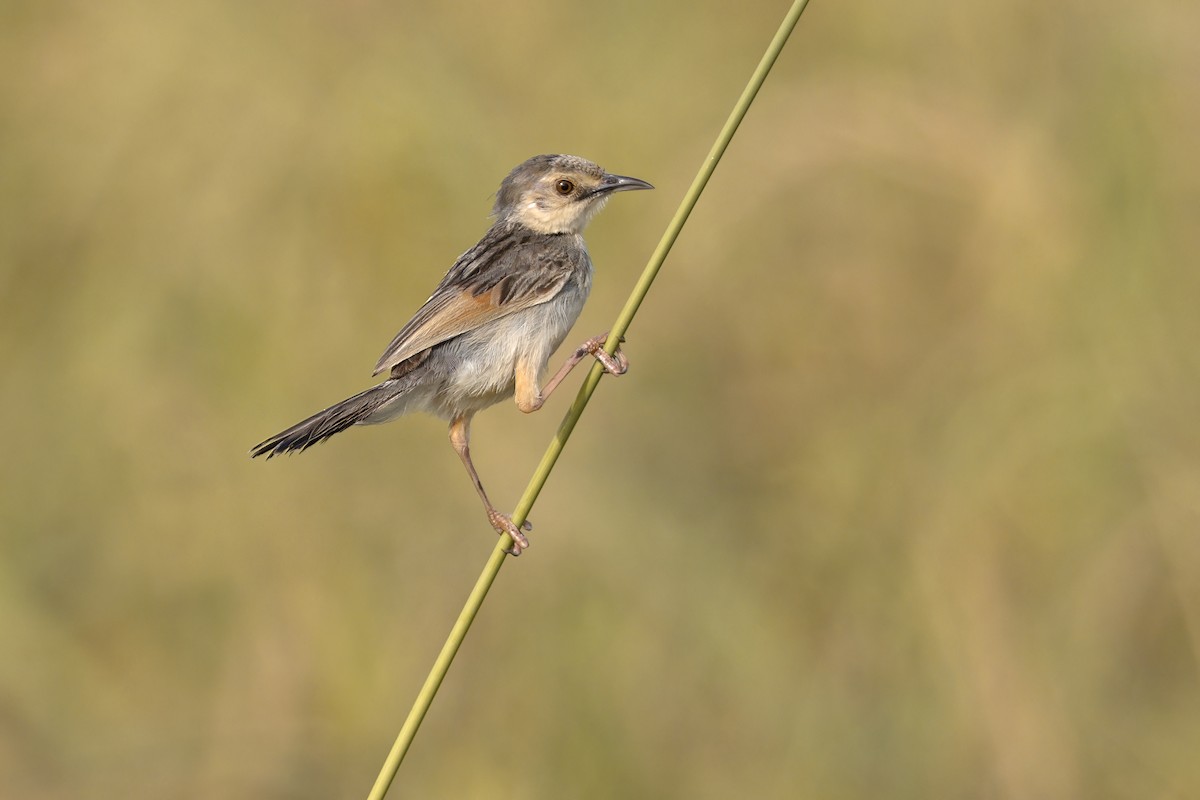 Cisticole du Nil - ML646170069