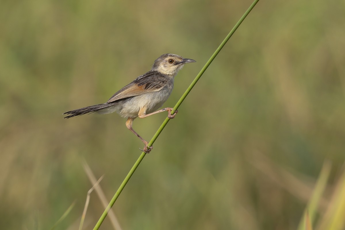 Cisticole du Nil - ML646170070