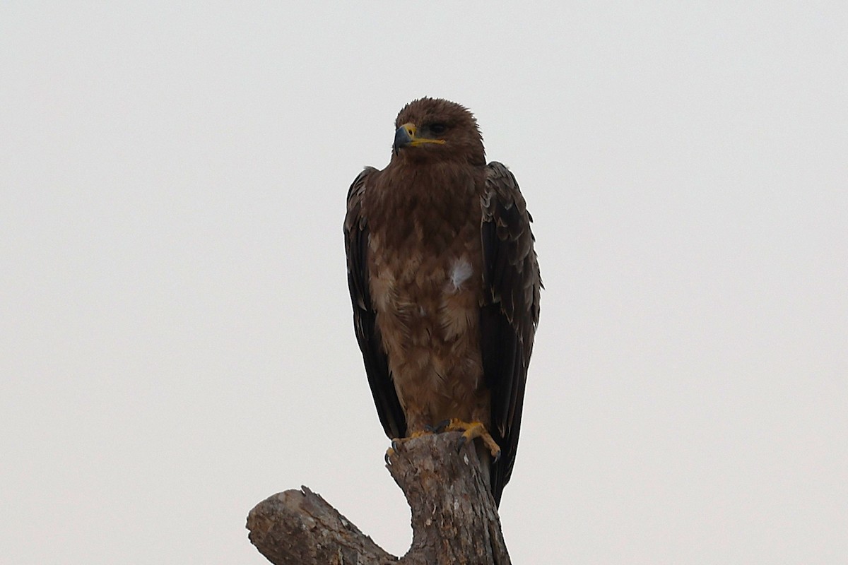 Aigle des steppes - ML646170071