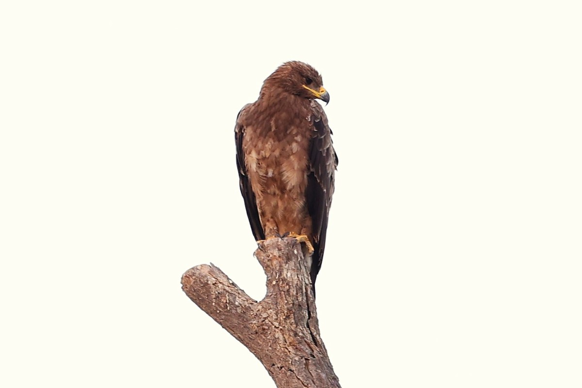 Aigle des steppes - ML646170072