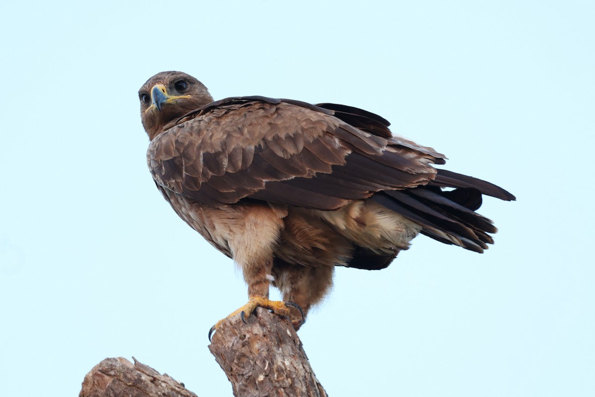 Aigle des steppes - ML646170073