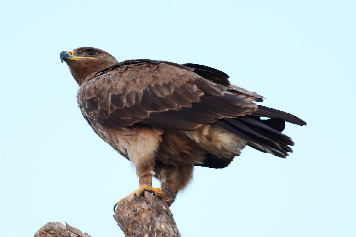 Aigle des steppes - ML646170074