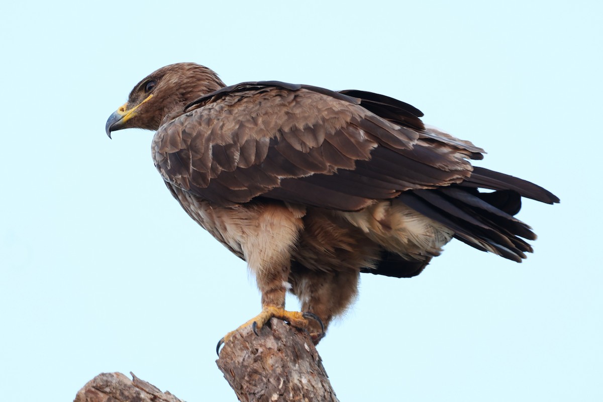 Aigle des steppes - ML646170075