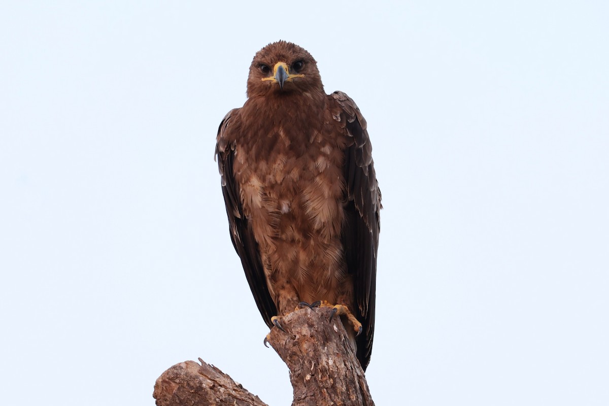 Aigle des steppes - ML646170077