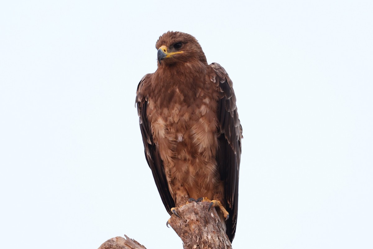 Aigle des steppes - ML646170078