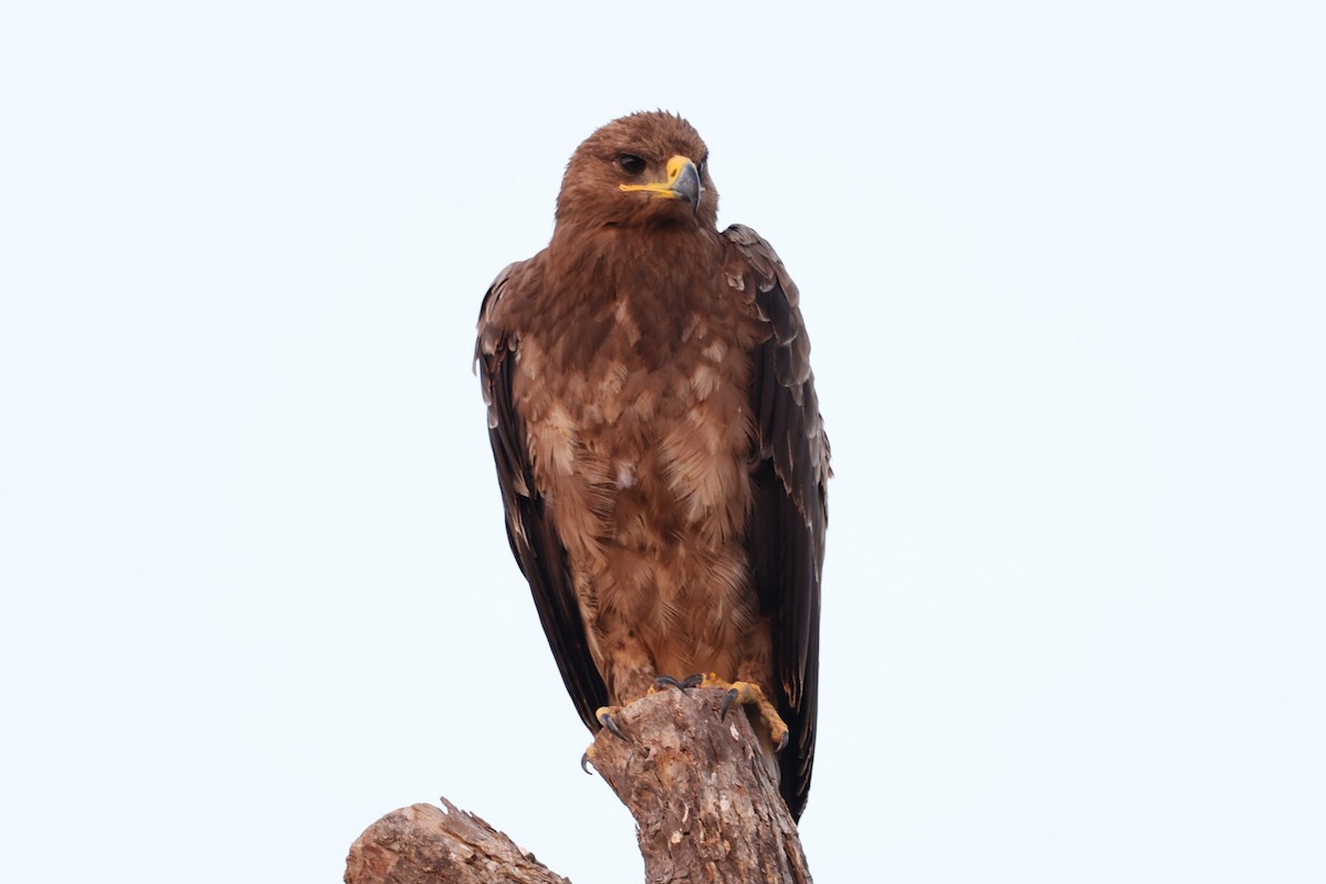 Aigle des steppes - ML646170079