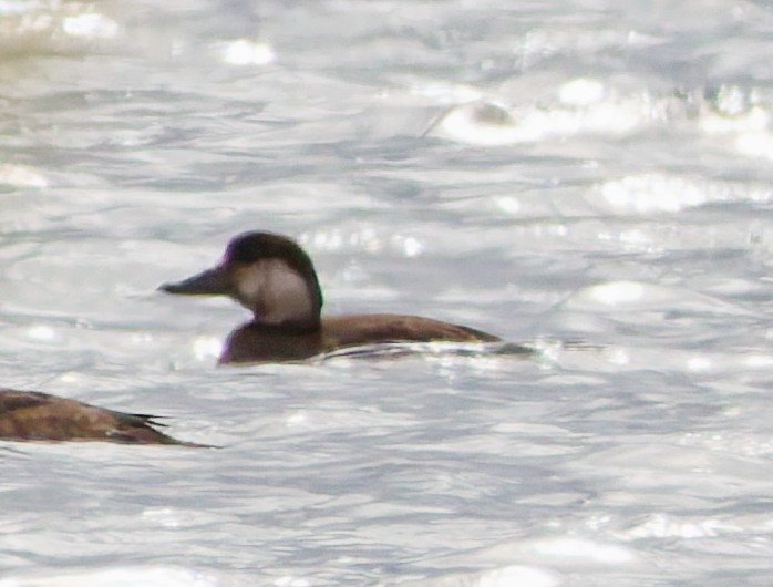 amerikasvartand - ML646170080