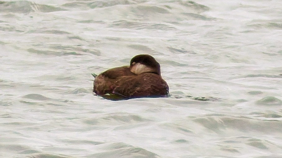 amerikasvartand - ML646170081