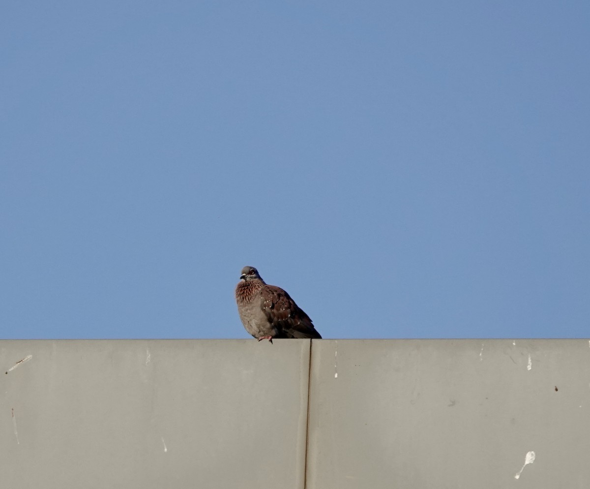 Pigeon roussard - ML646170082