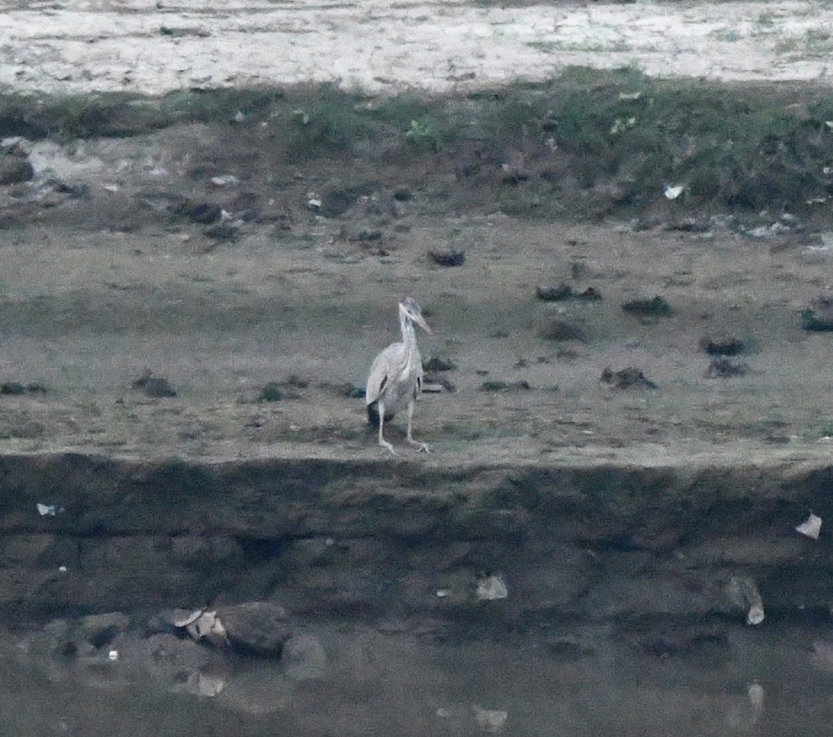 Héron cendré - ML646170083