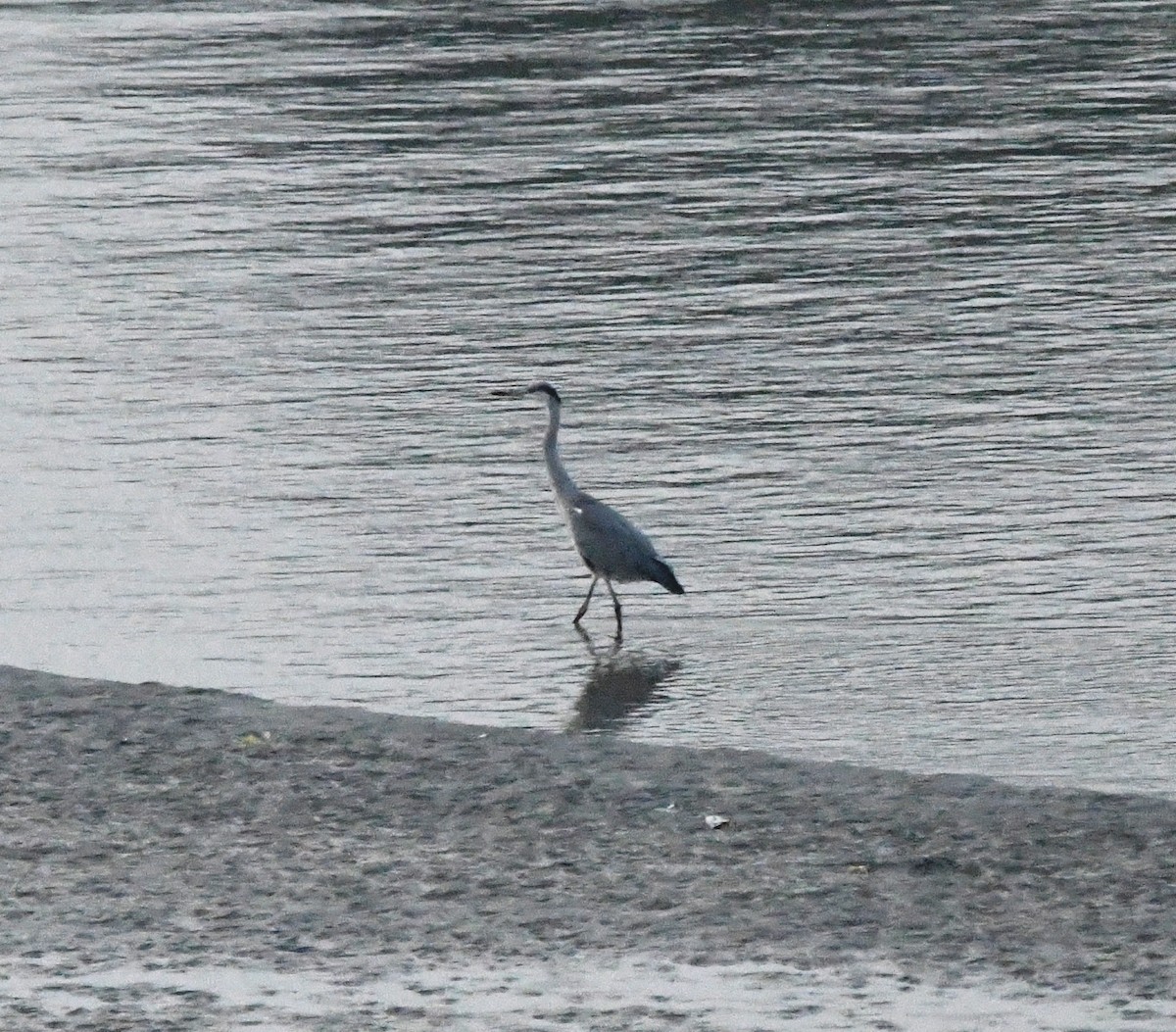 Héron cendré - ML646170084