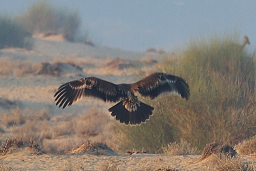 Aigle impérial - ML646170085