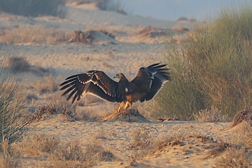 Aigle impérial - ML646170086