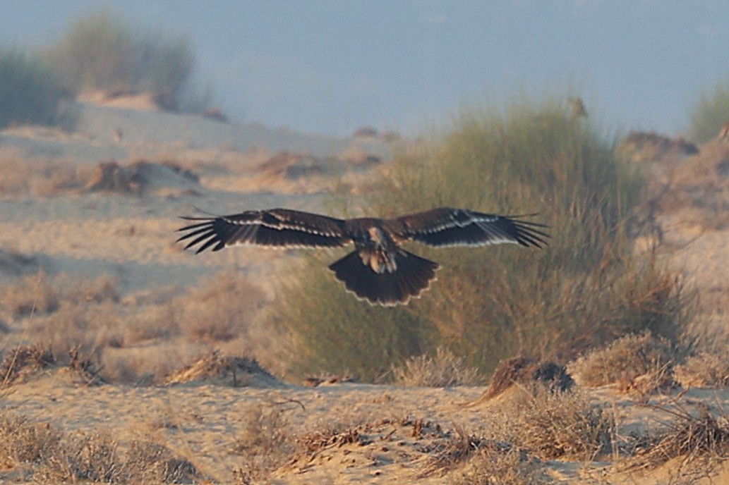 Aigle impérial - ML646170087