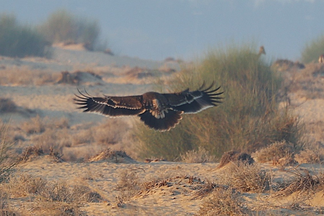 Aigle impérial - ML646170088