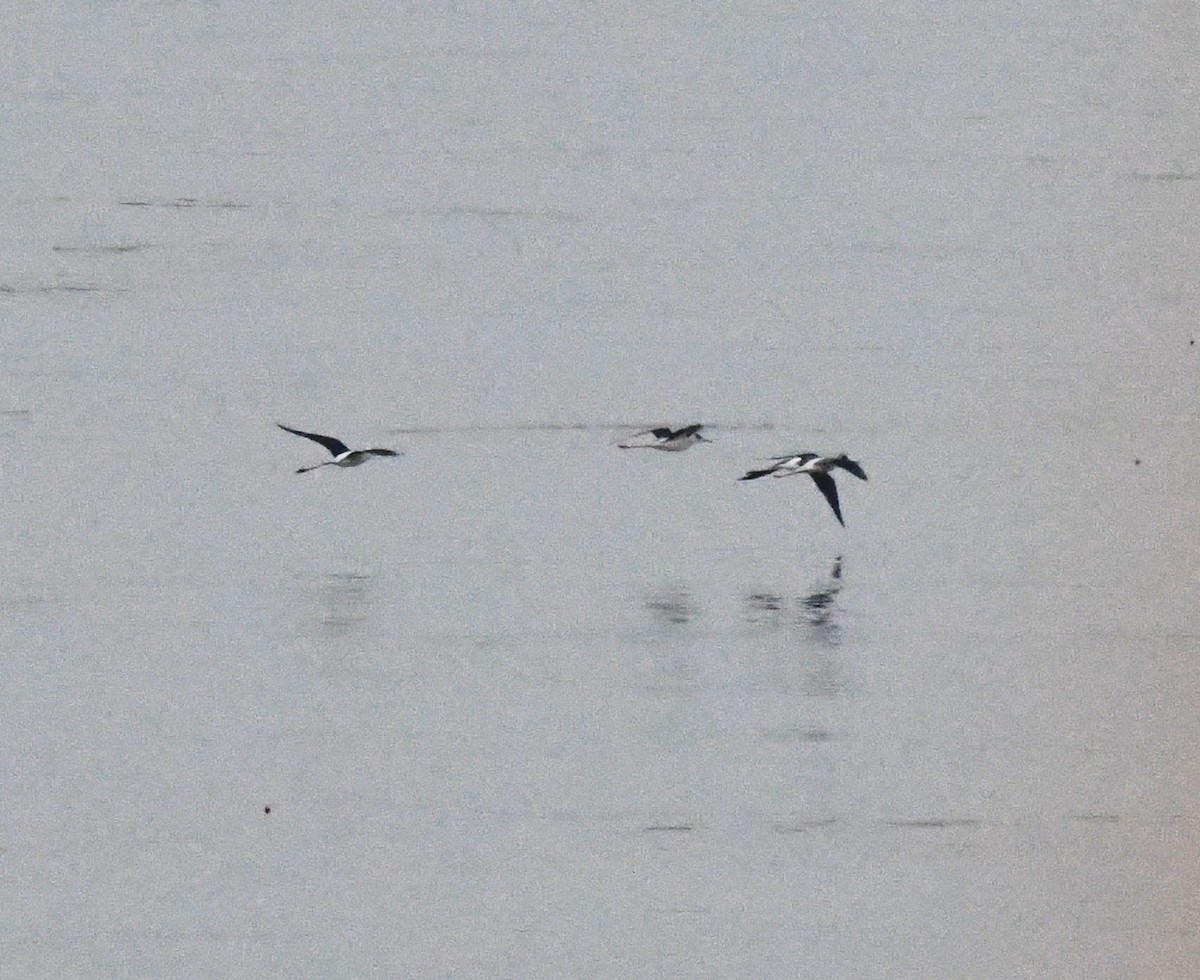 Échasse blanche - ML646170089