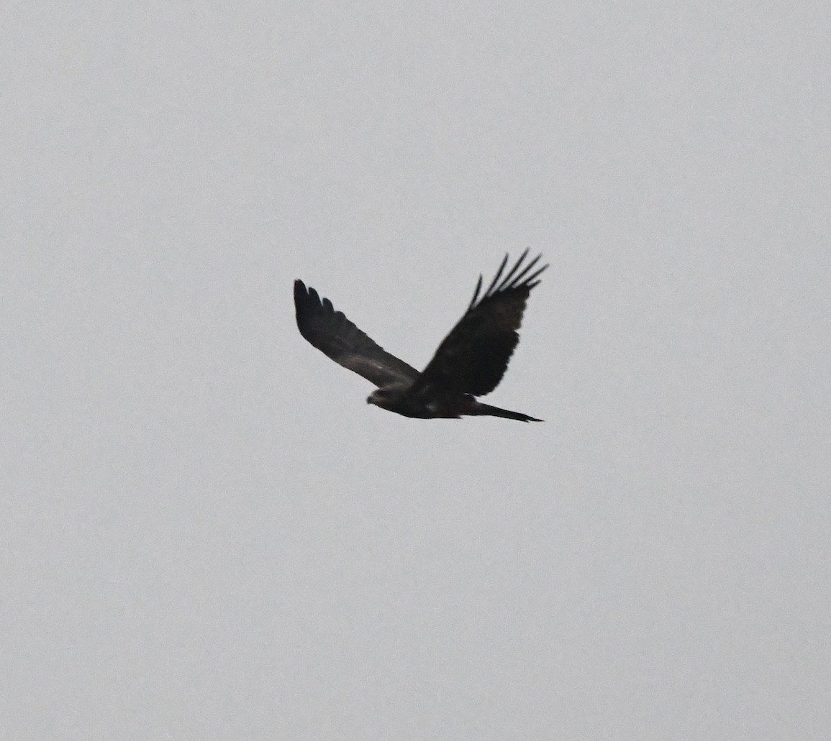 Milan noir - ML646170093