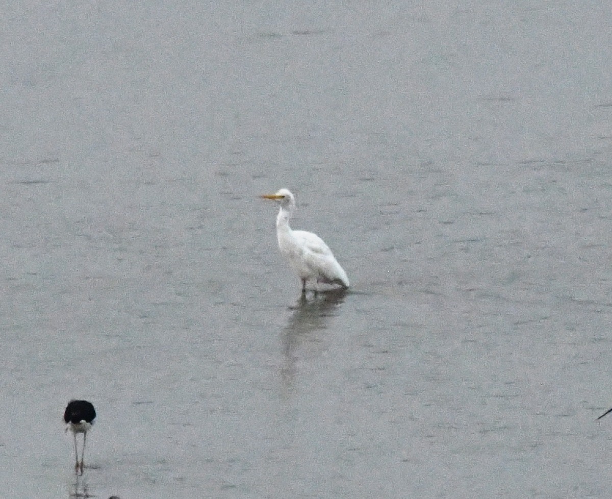 Héron de Coromandel - ML646170098