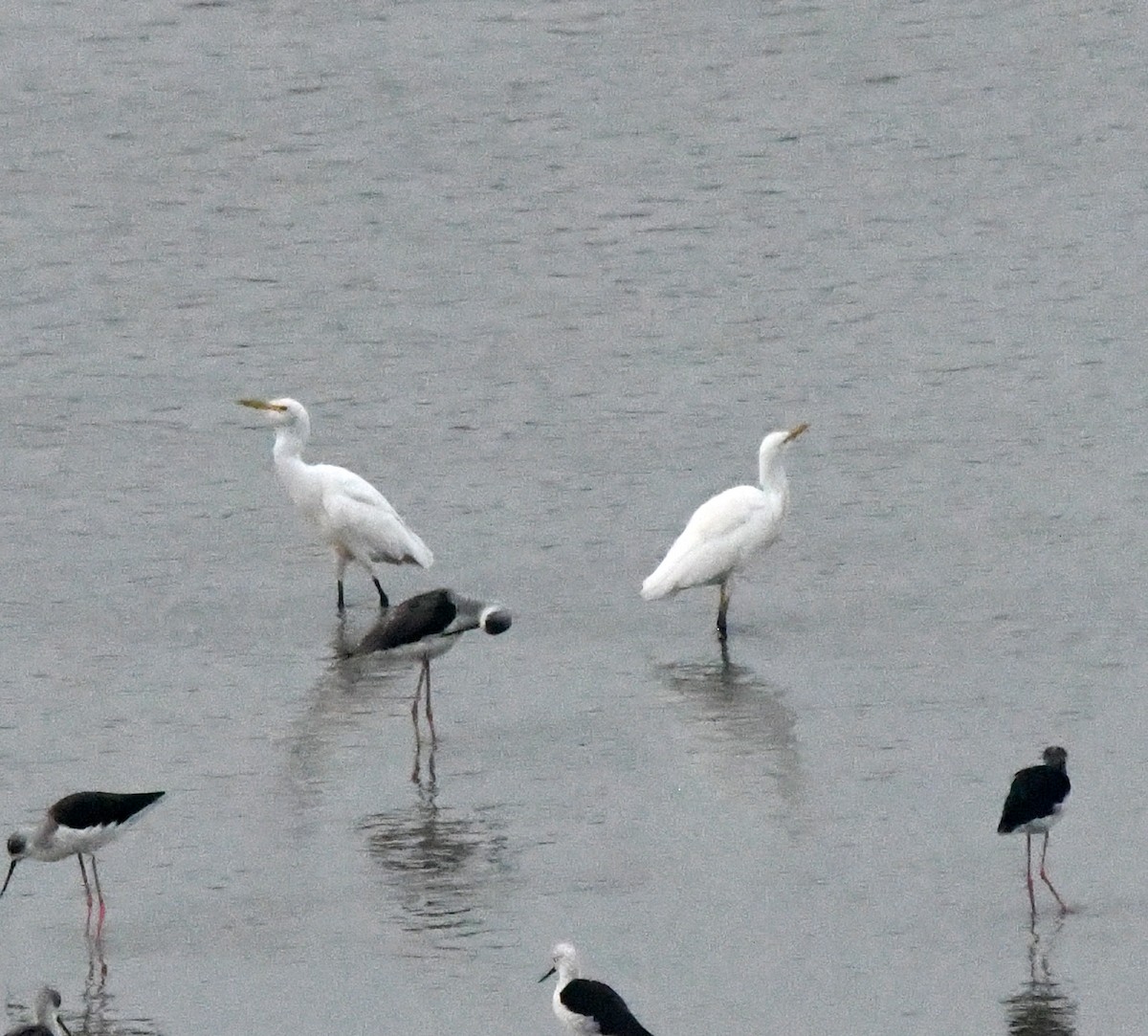 Héron de Coromandel - ML646170099