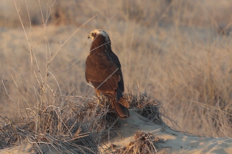 Busard des roseaux - ML646170100