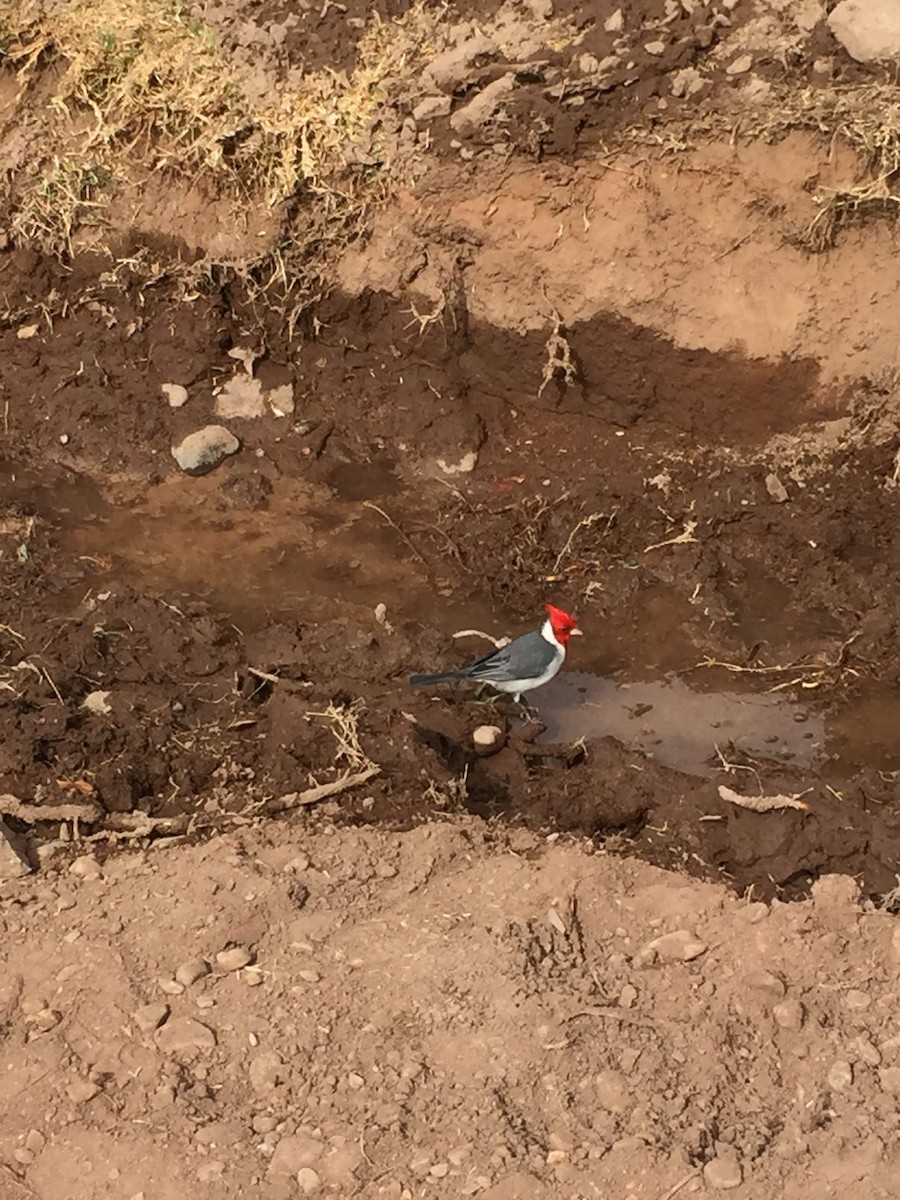 Paroare huppé - ML646170101