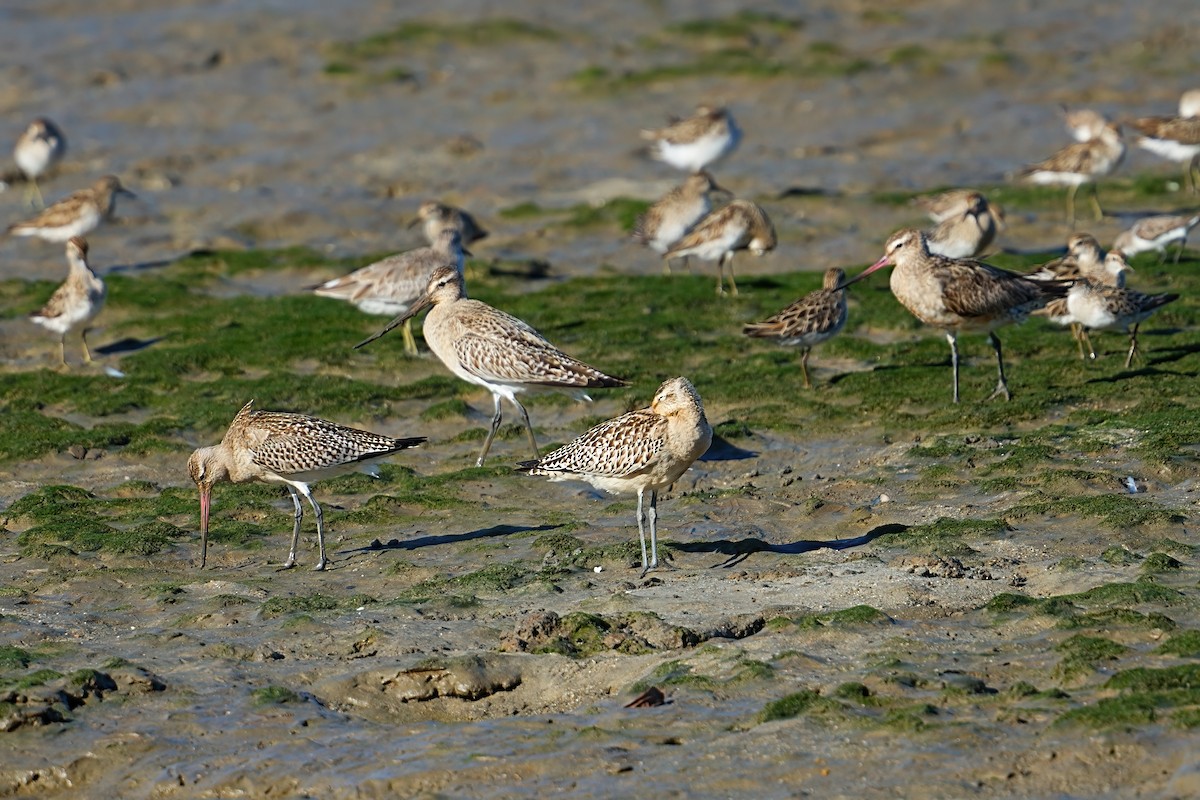 Barge rousse - ML646170105