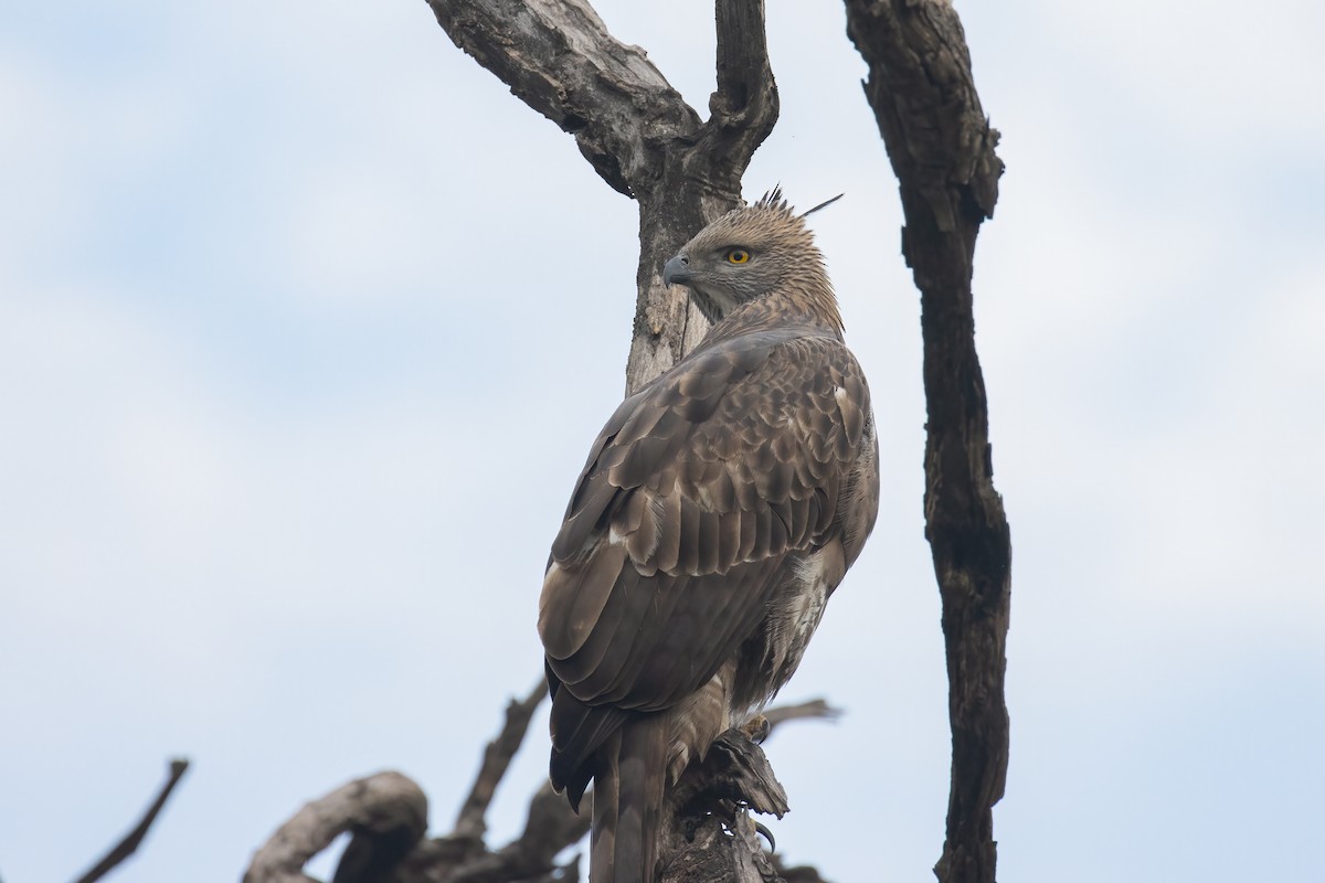 Aigle huppé - ML646170107