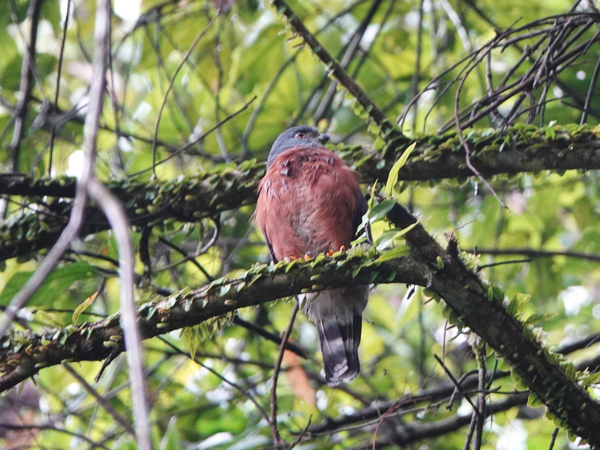 Harpage bidenté - ML646170108