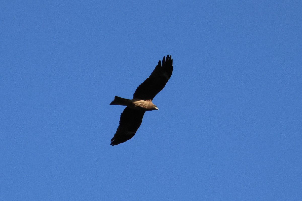 Milan noir - ML646170110