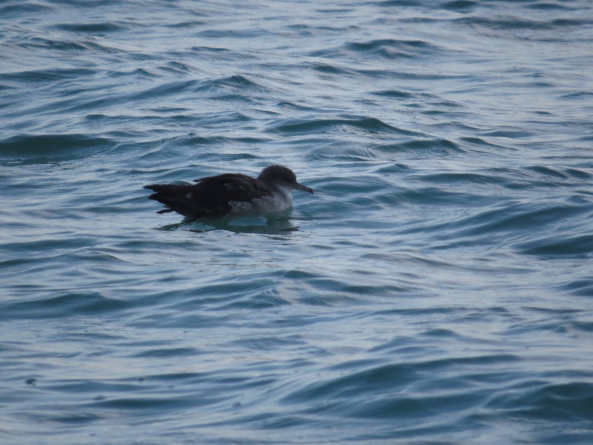 Puffin fouquet - ML646170118