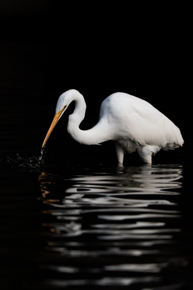 Great Egret - ML646170121