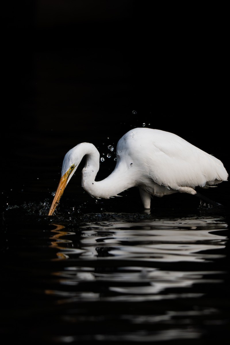 Great Egret - ML646170122
