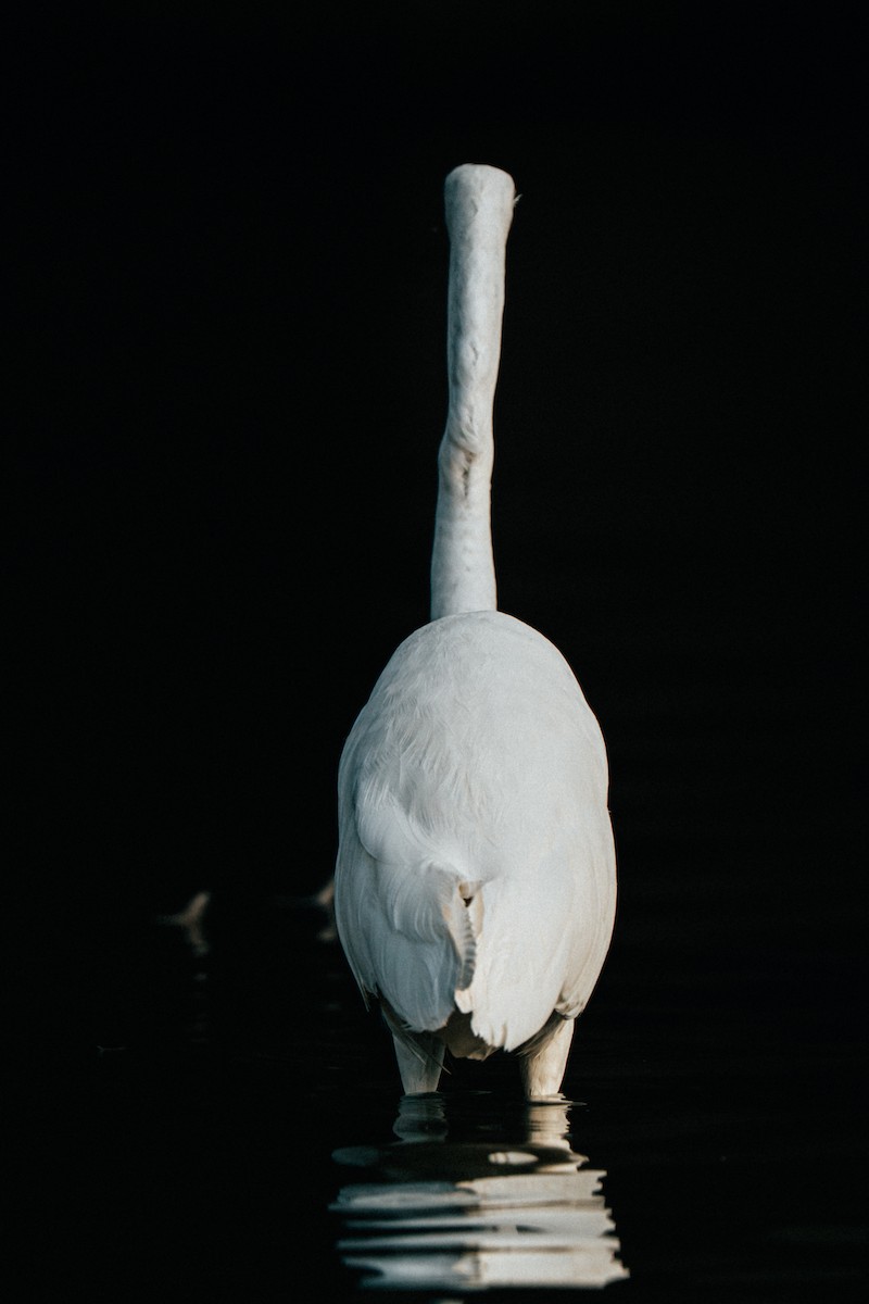 Great Egret - ML646170123
