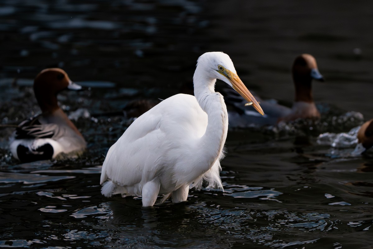 Great Egret - ML646170124
