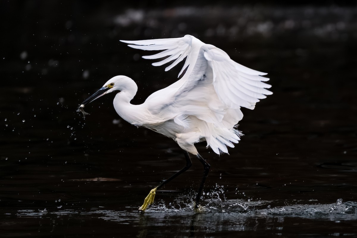Little Egret - ML646170125