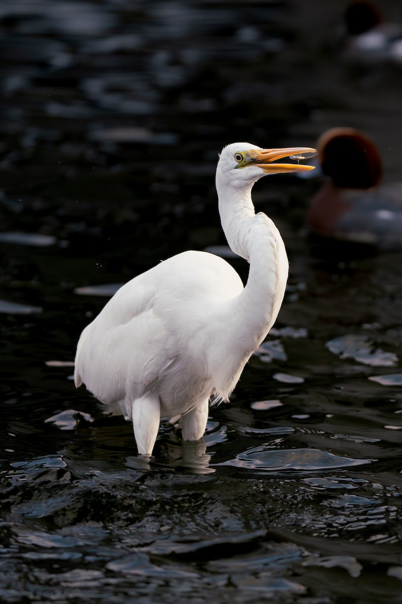 Great Egret - ML646170126
