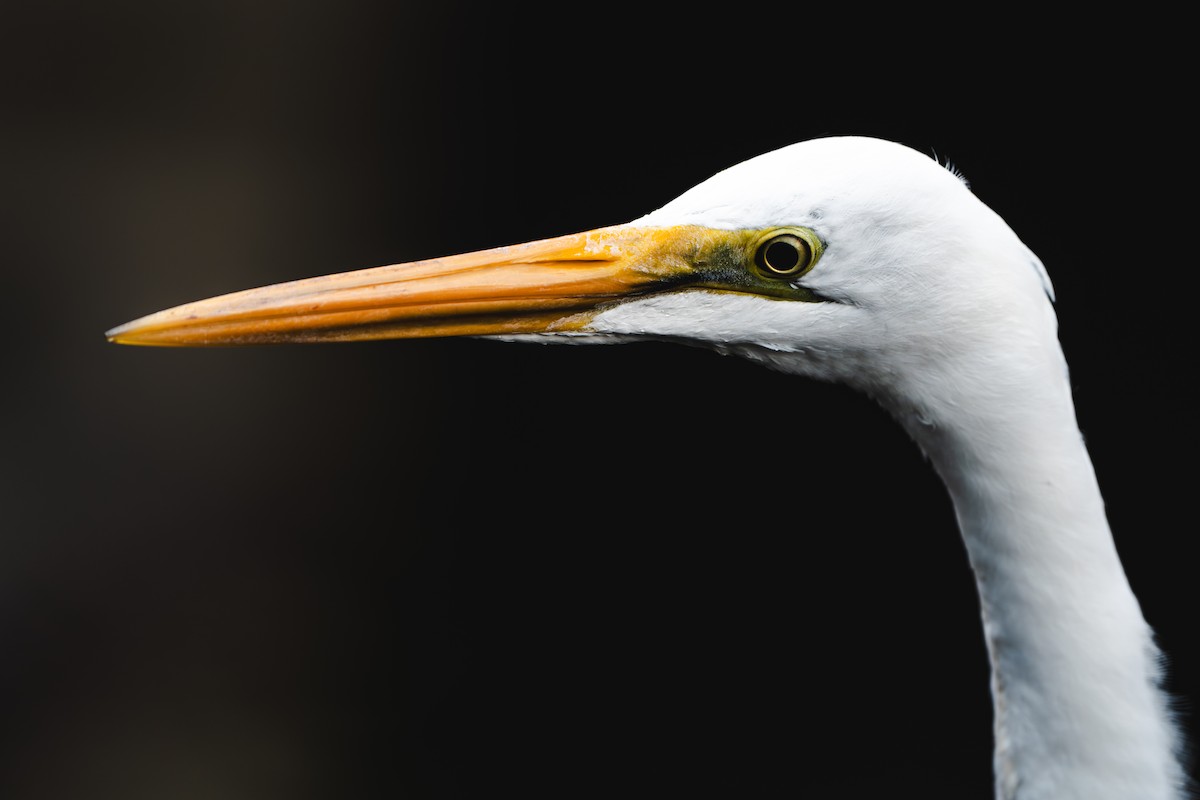Great Egret - ML646170127