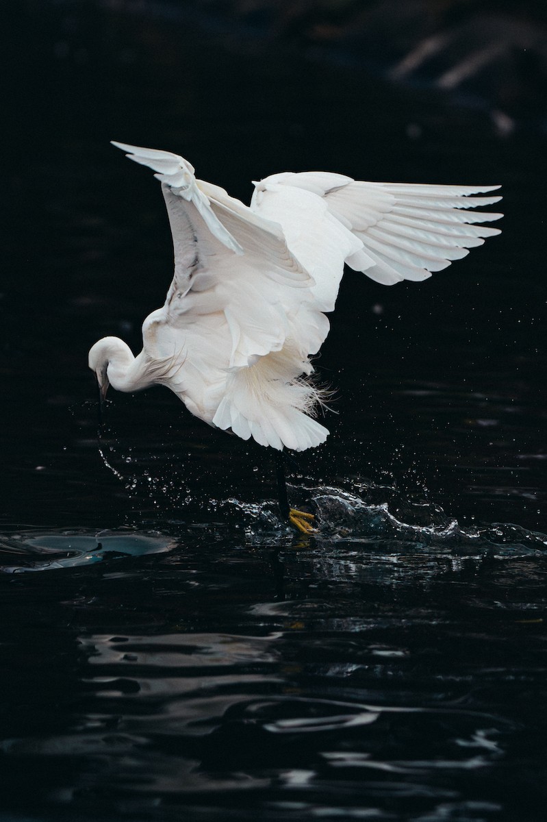Little Egret - ML646170128