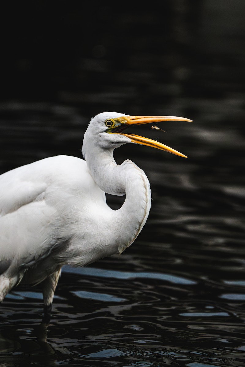 Great Egret - ML646170129