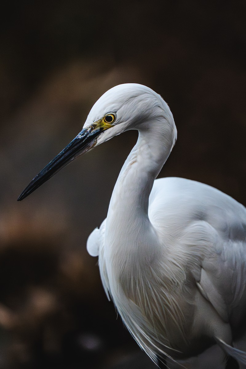 Little Egret - ML646170130