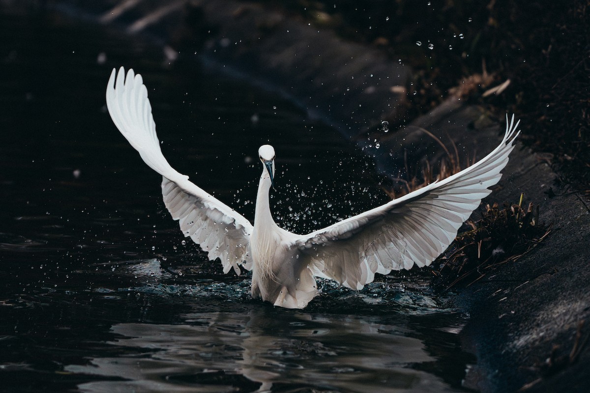 Little Egret - ML646170131