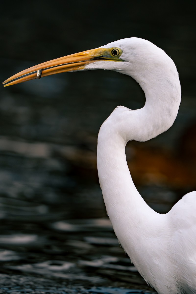 Great Egret - ML646170132